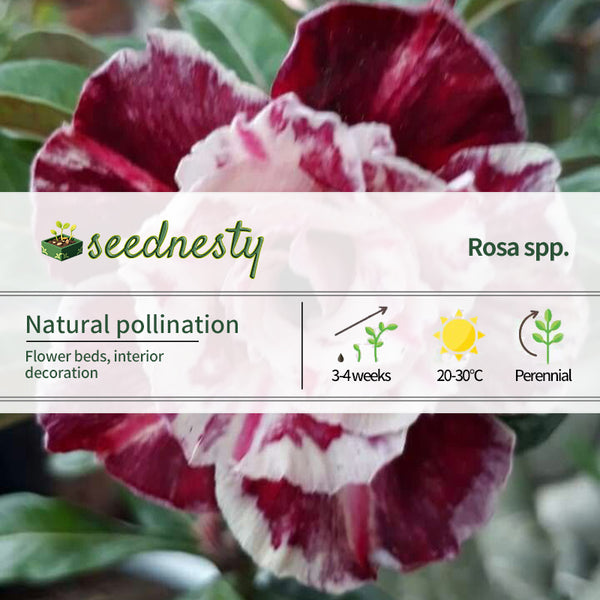 Adenium obesum Sugarism
