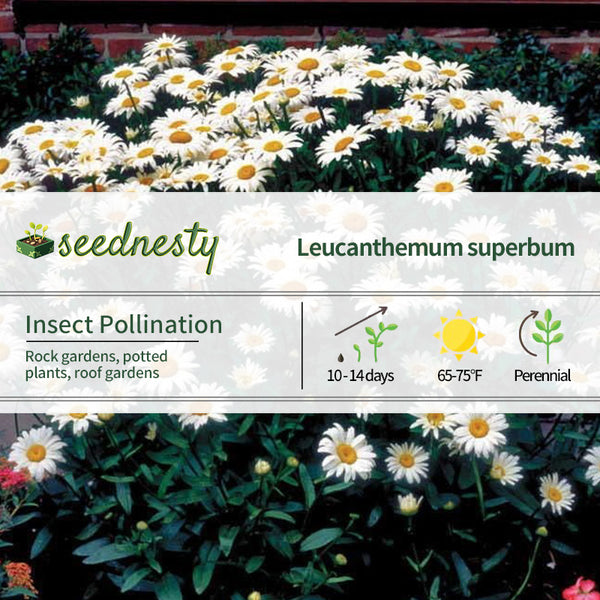 Leucanthemum 'Snow Cap' Seeds