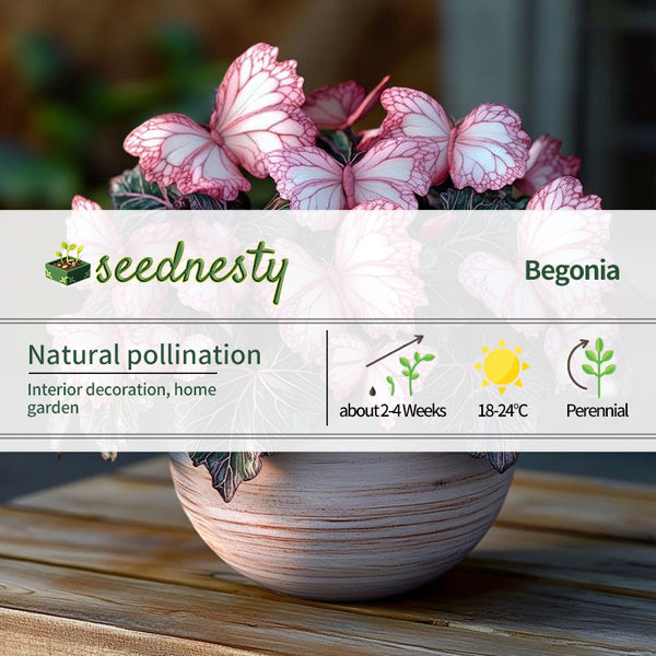 Moonlight Butterfly Begonia - Peach Pink