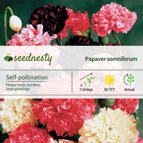 Peony Mix Poppy Seeds