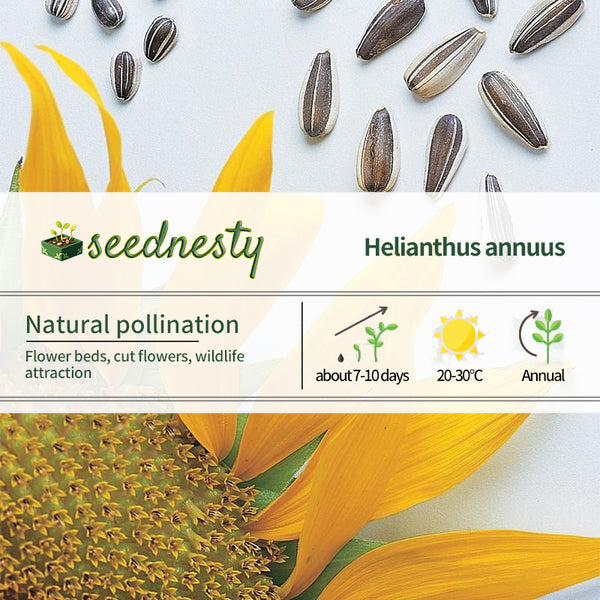 Sunflower, Super Snack Mix Hybrid