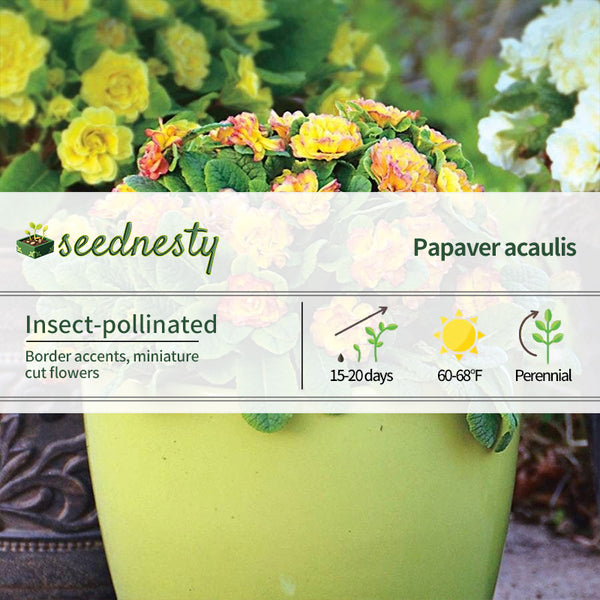 Primula Belarina 'Nectarine'