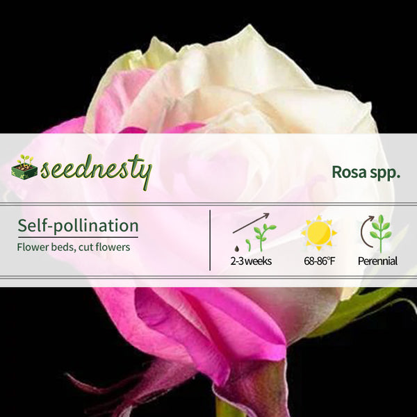 Fuchsia White Rose Seeds