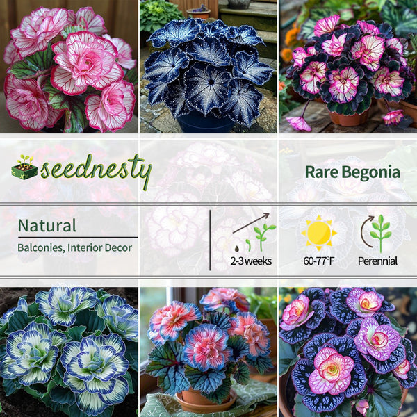 Rare Pot-ready Low-maintenance Begonia Seeds