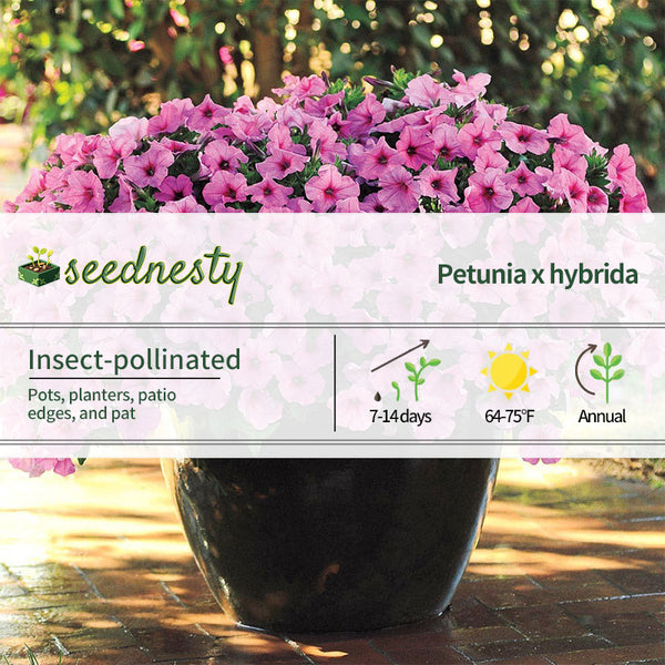 Easy Wave Pink Passion Petunia Seeds