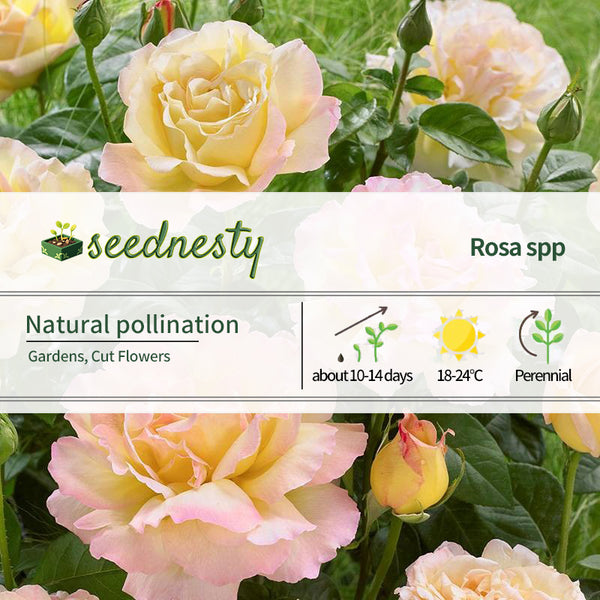 Rosa Peace (Hybrid Tea Rose) Seeds