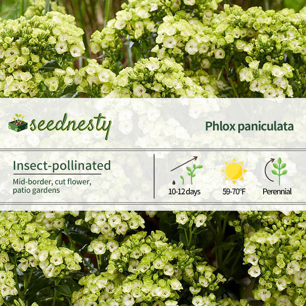 Phlox 'Orchid Green'