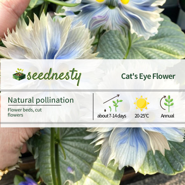 Big face flower Seeds
