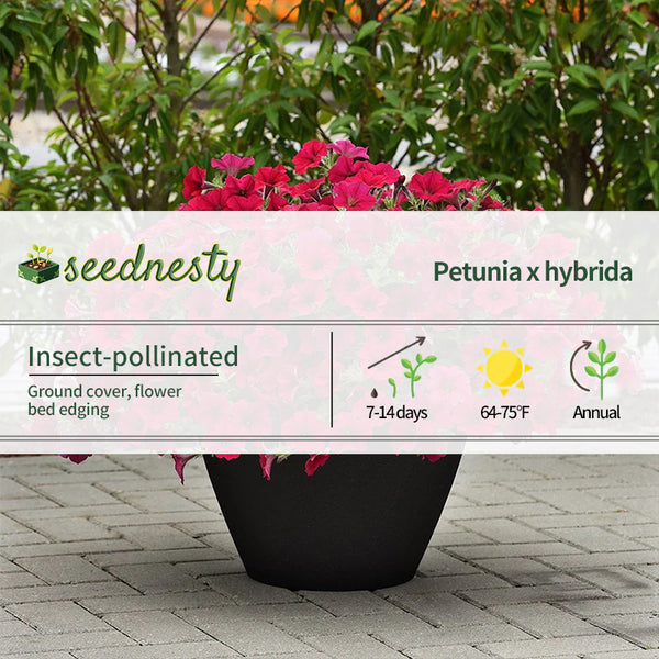 Wave Carmine Velour Petunia Seeds