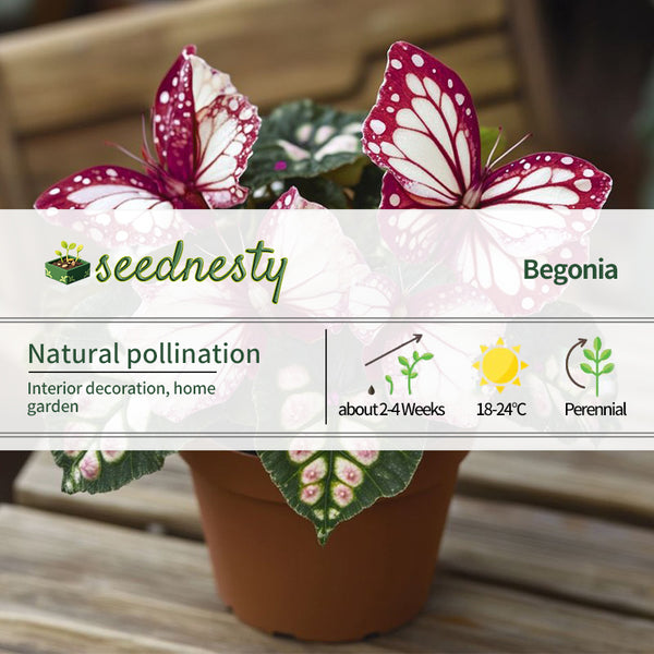 Moonlight Butterfly Begonia - Spots red and white