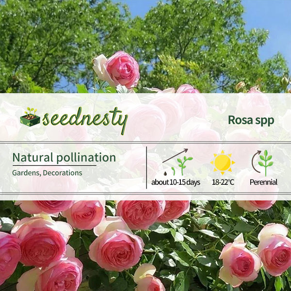 Pink Lonza Gemstone Seeds