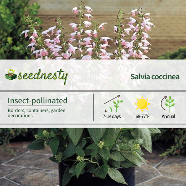 Summer Jewel Pink Salvia Seeds