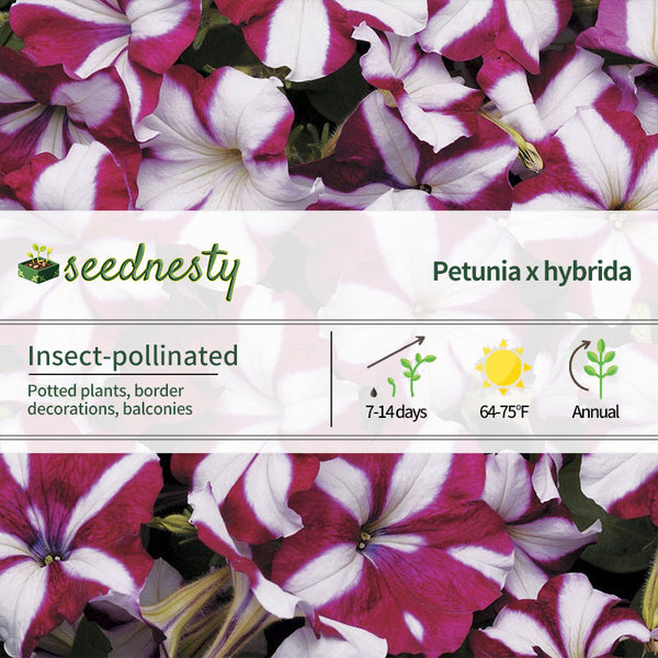 Easy Wave Burgundy Star Petunia Seeds