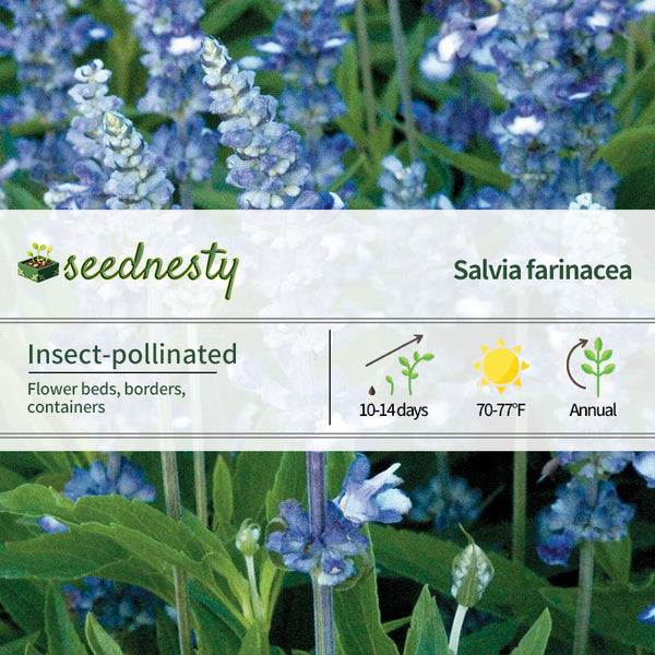 Fairy Queen Salvia Seeds