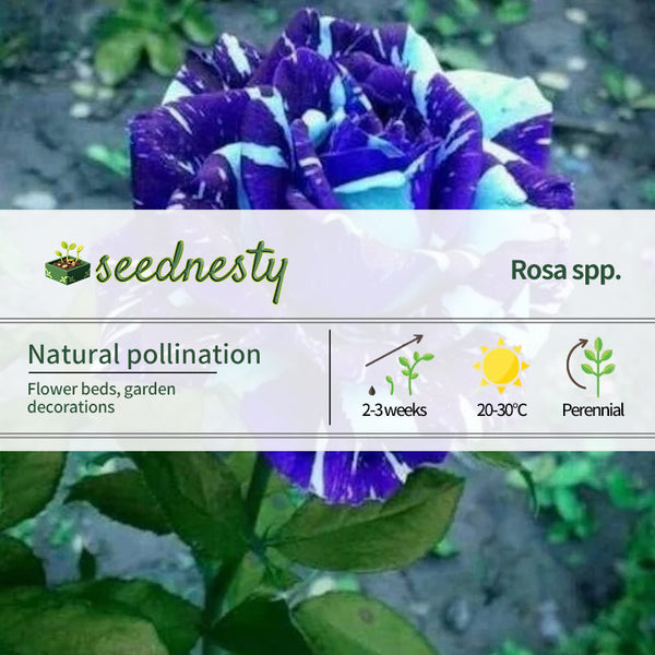 Blue Dragon Rose Seeds-Perennial -Authentic Seeds