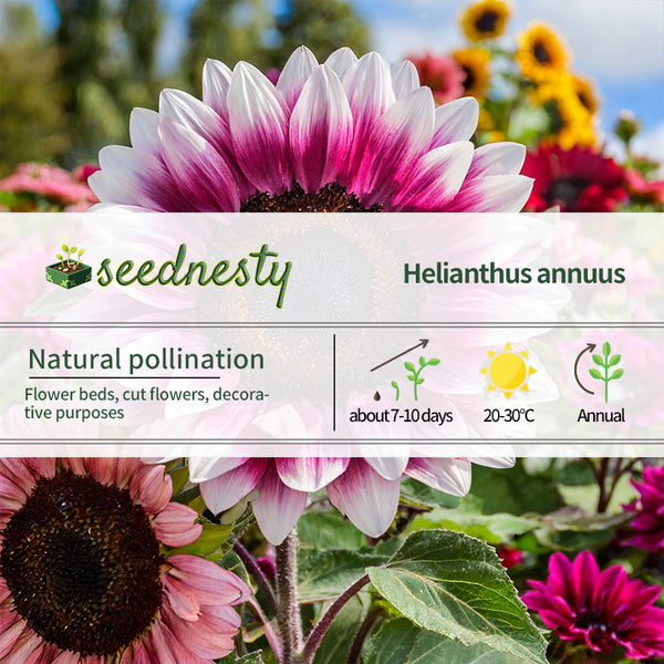 Strawberry Blonde Hybrid Sunflower Seeds