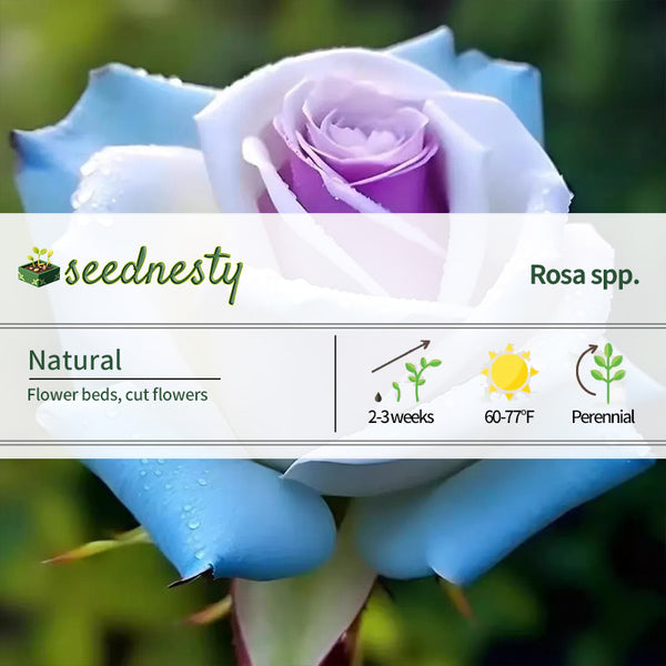 'Ice Rain' Rose Seeds