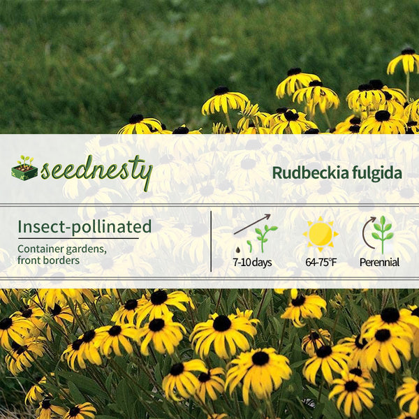 'American Gold Rush' Rudbeckia