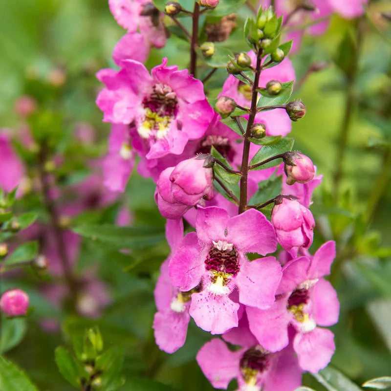 Serena Raspberry Angelonia Seeds – Seednesty