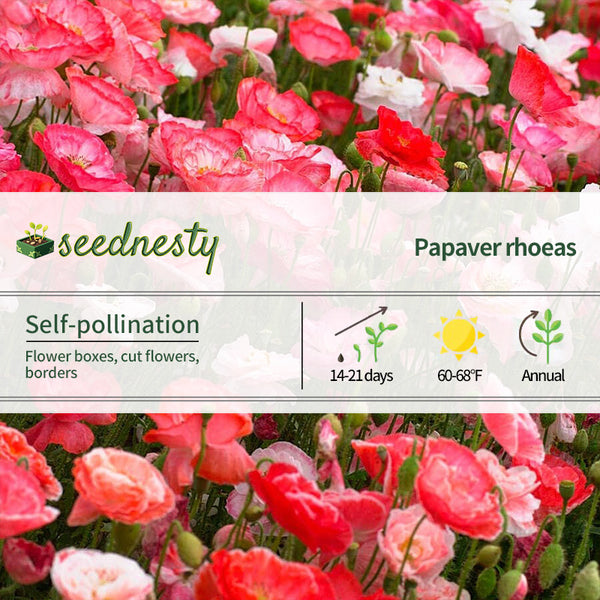 "Falling in Love" Poppy Seeds