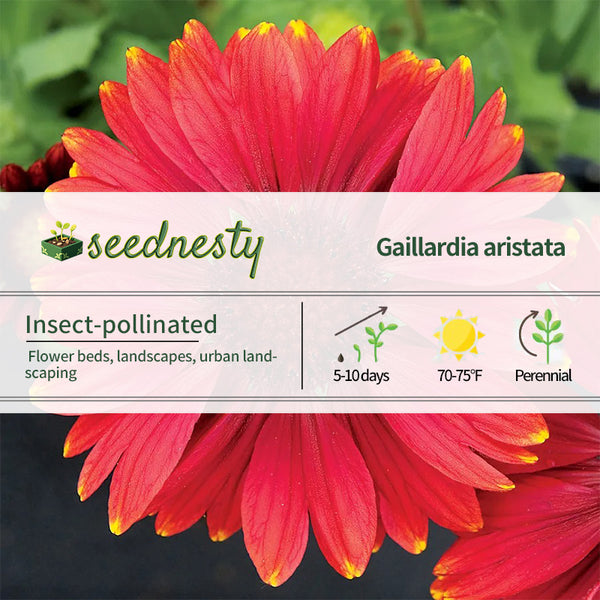 Arizona Red Shades Blanket Flower Seeds