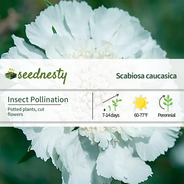 Fama White Pincushion Flower Seeds