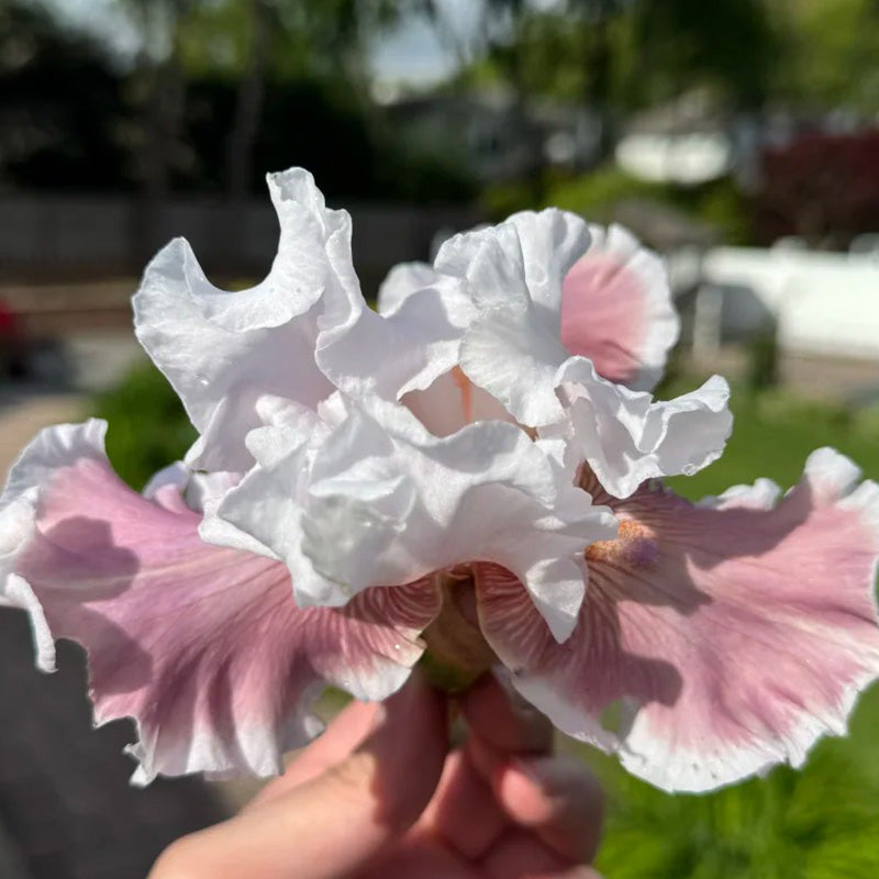 Pink & White Ruffled Tall Bearded Iris Seeds Seednesty
