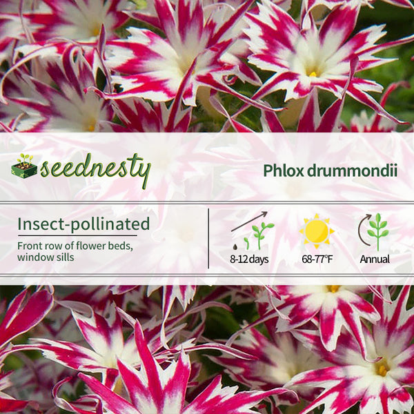 Popstars Rose With Eye Phlox Seeds