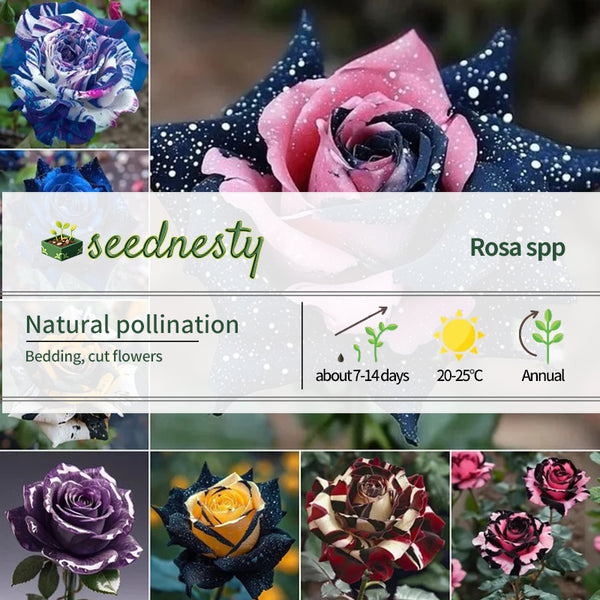 Starlight Mottled Rose - Rare Multicolor
