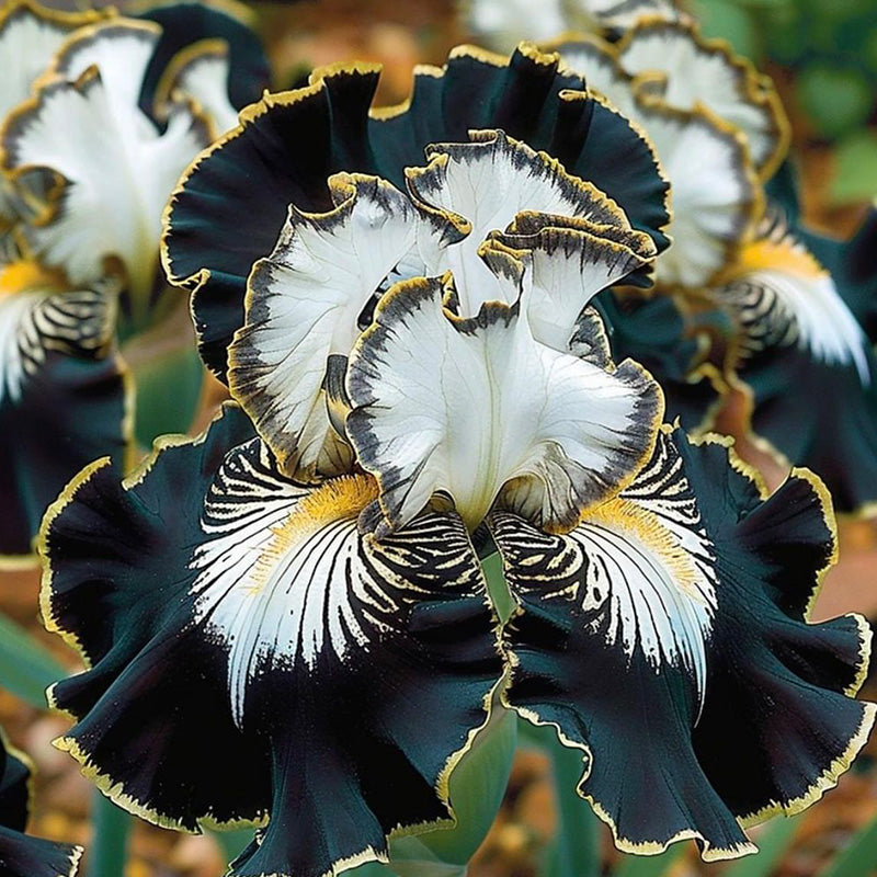 Black & White Ruffled Tall Bearded Iris Seeds with Gold Edges Seednest ...