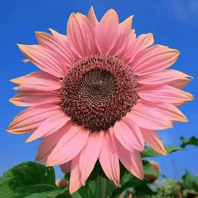 Pink Sunflower Seeds - Rare Soft Pink Hardy Annual Flower – Seednesty
