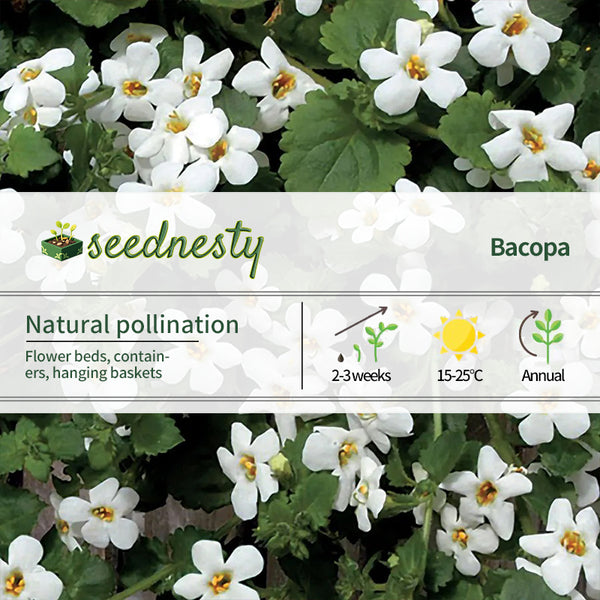 Snowtopia Bacopa Seeds
