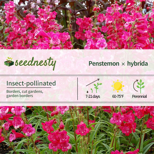 Penstemon Cha Cha 'Hot Pink' Beardtongue Seeds