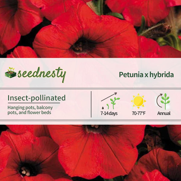 Shock Wave Red Petunia Seeds