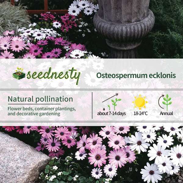 Passion Mix Osteospermum Seeds