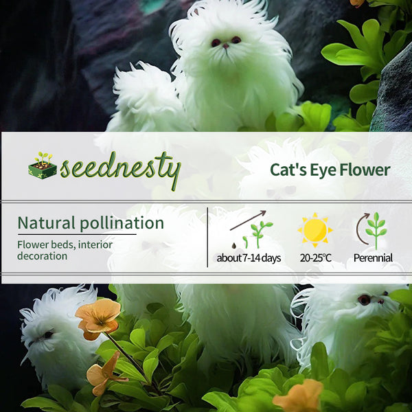 Cat's eye flower dazzle-long hair curly white flower