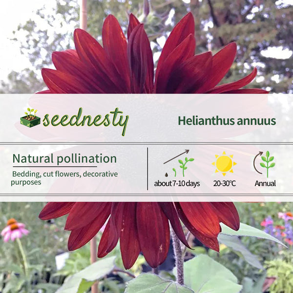 Red Wine Sunflower