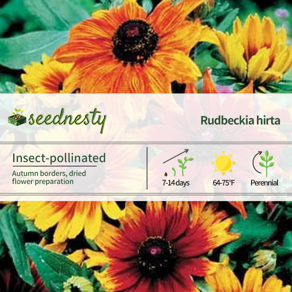 Autumn Colors Rudbeckia Seeds