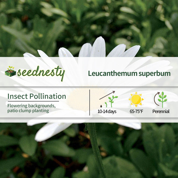 Leucanthemum 'Becky' Daisy Seeds