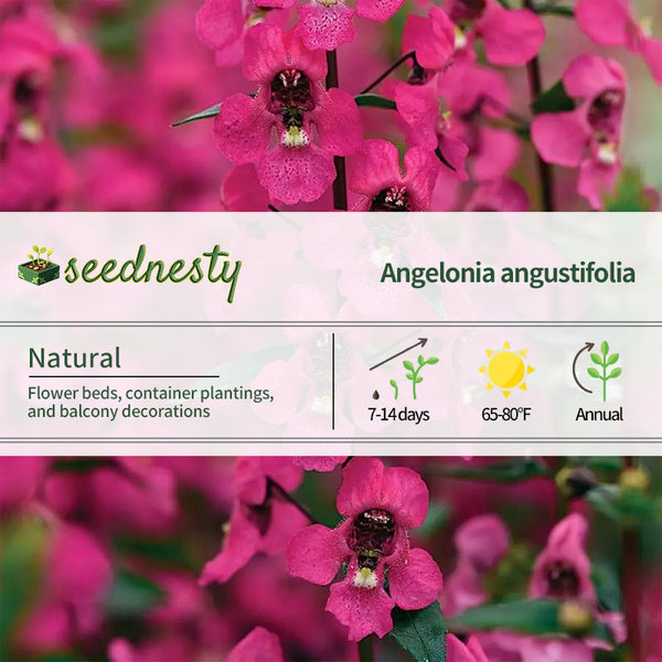 Serena Rose Angelonia Seeds