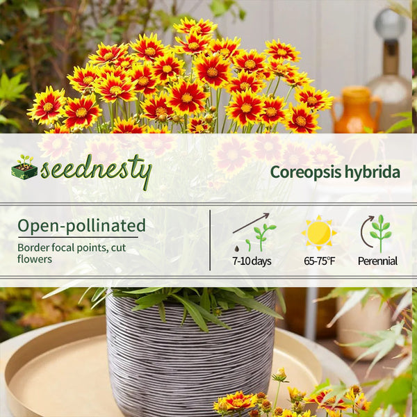 Coreopsis Solar Jewel Tickseed
