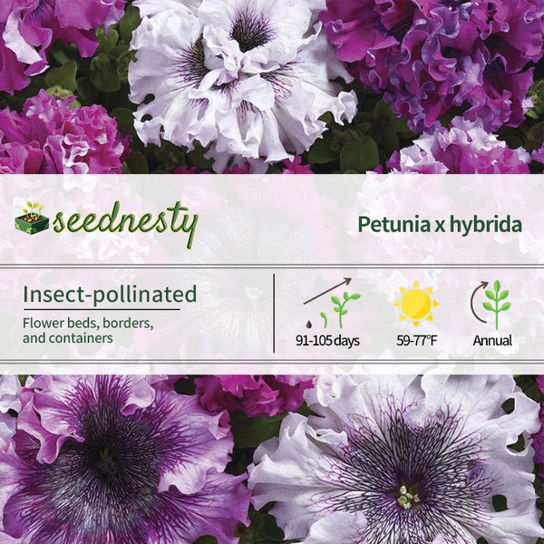 Superbissima Cerny's Triumph Petunia Seeds