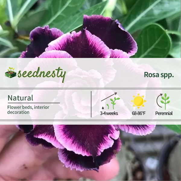 Desert Rose Grace Seeds