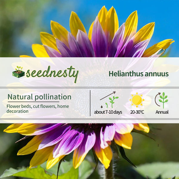 Purple Heart Sunflower Seeds
