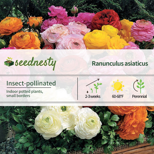 Magic Mix Ranunculus Seeds