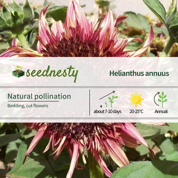 Uniquely different Double Dandy Sunflower Seeds