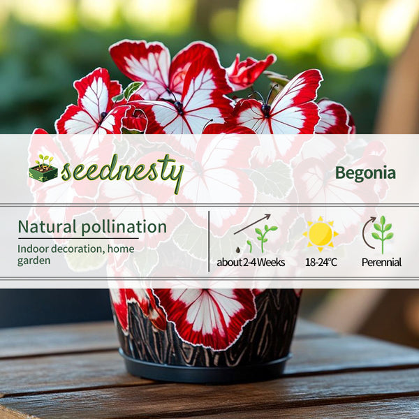 Moonlight Butterfly Begonia - Red and White
