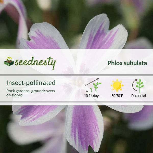 Phlox 'Candy Stripe' Creeping Phlox