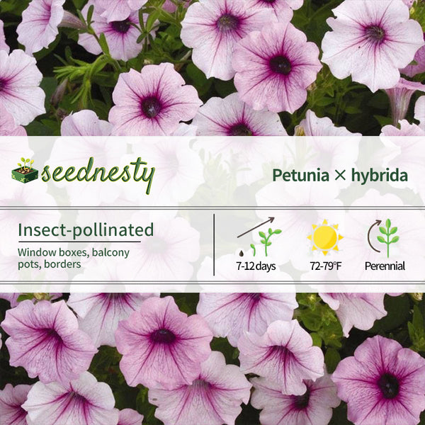 Shock Wave Pink Vein Petunia Seeds