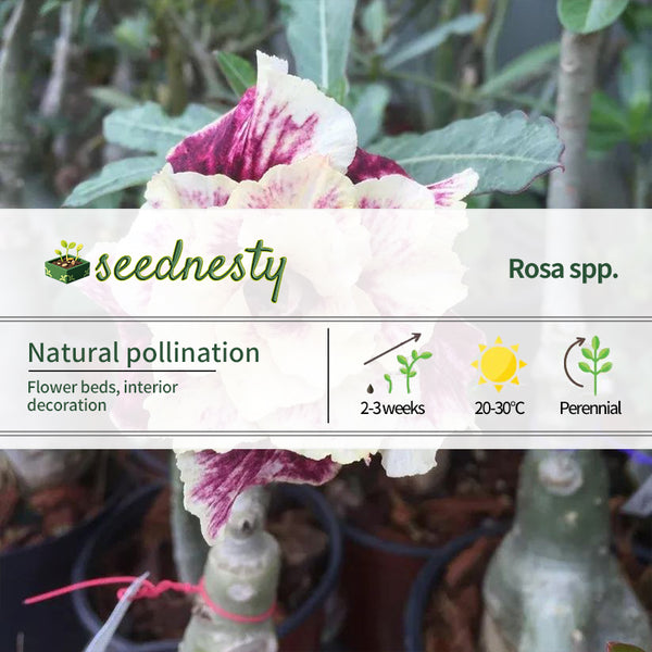 (Adenium Obesum) Golden Year Desert Rose Seeds